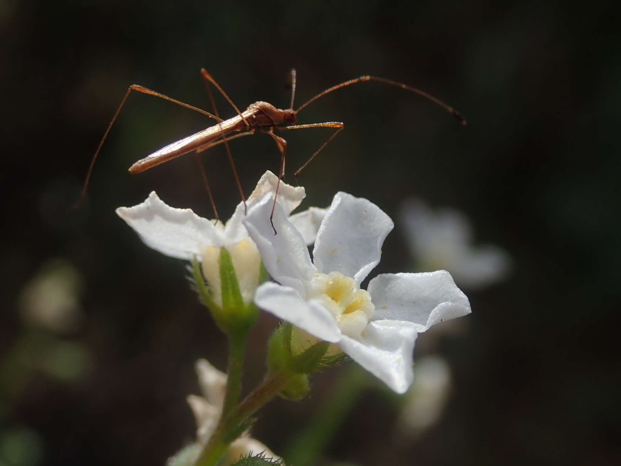 Image de Hackelia diffusa var. arida (Piper) R. L. Carr