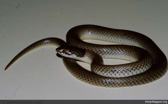 Image of Curl snake