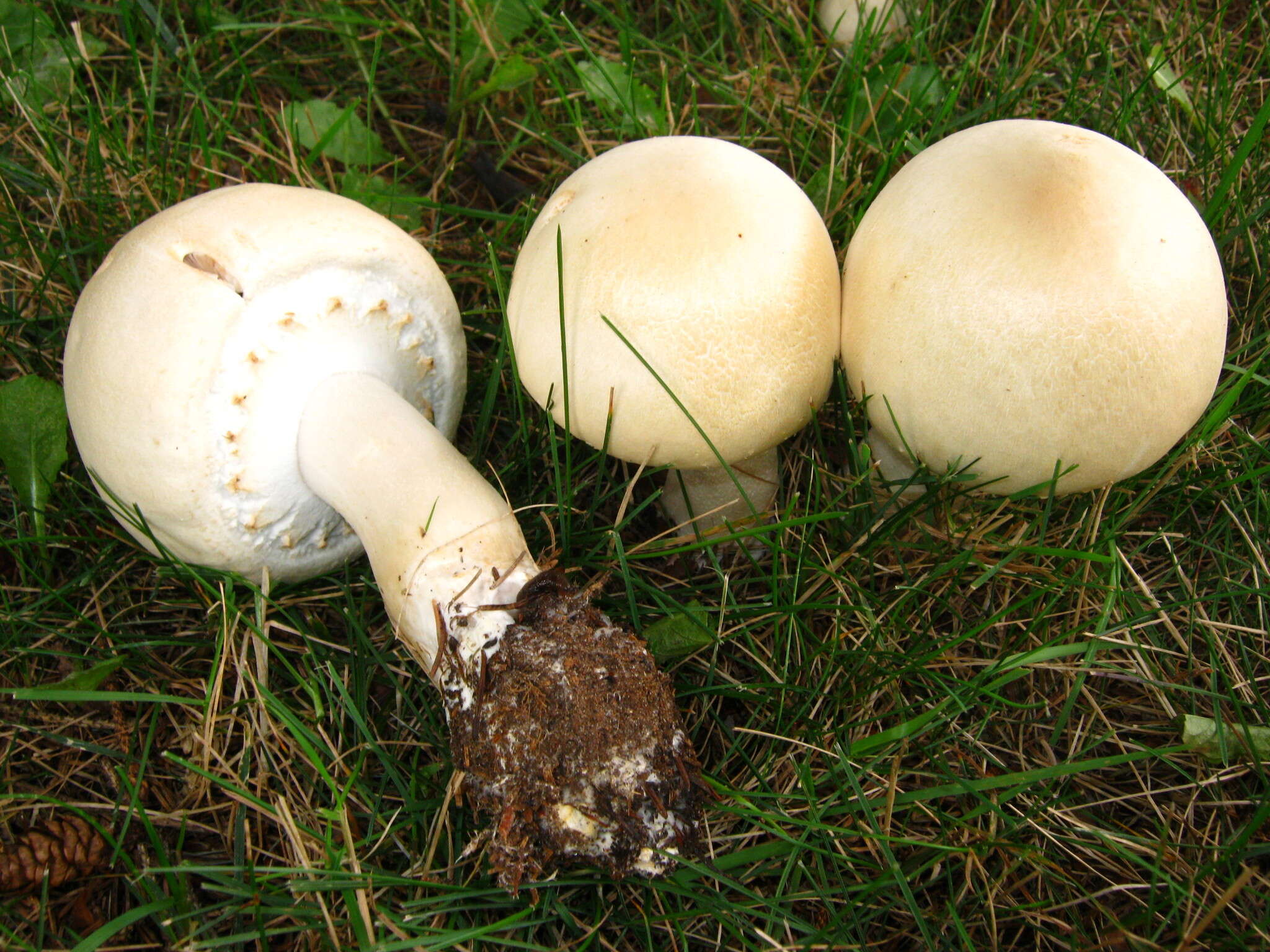 Image of Horse Mushroom