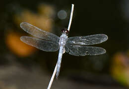 Image of blue marsh hawk