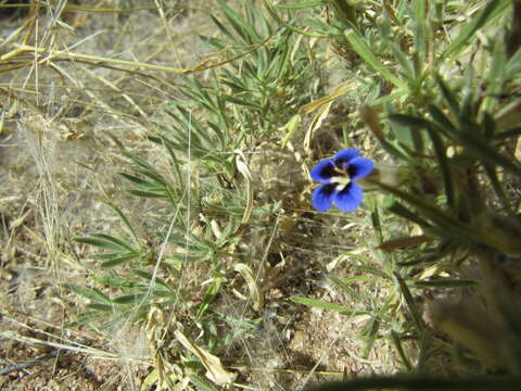 Image of Aptosimum arenarium Engl.