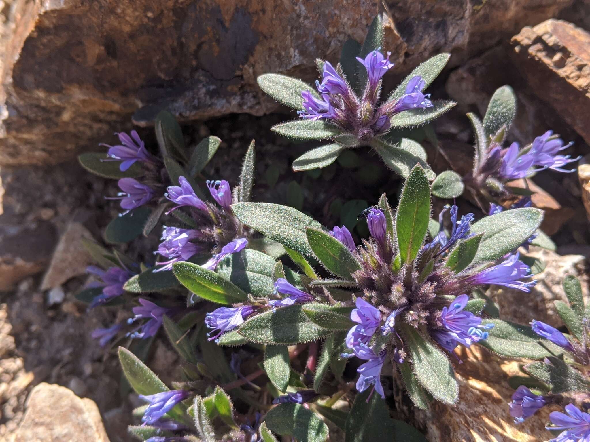 Image of Collomia debilis var. debilis