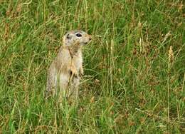 Слика од Spermophilus relictus (Kashkarov 1923)