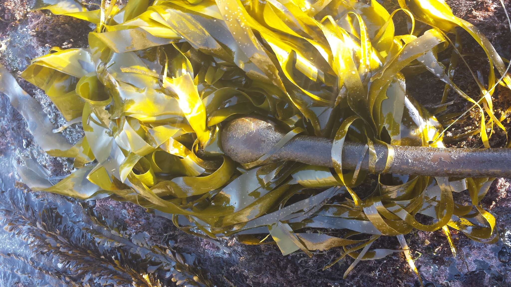 Image of Kelp