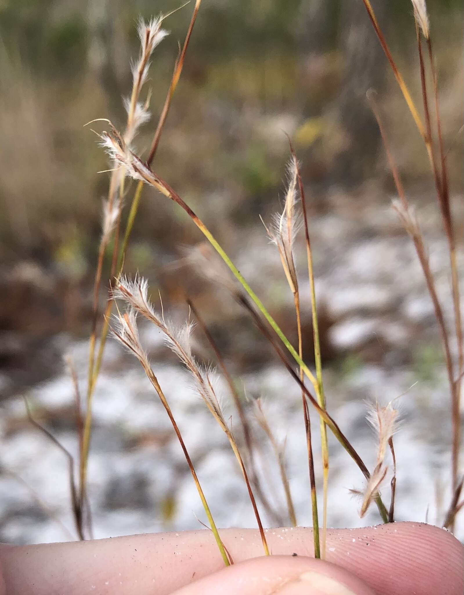 Schizachyrium niveum (Swallen) Gould resmi