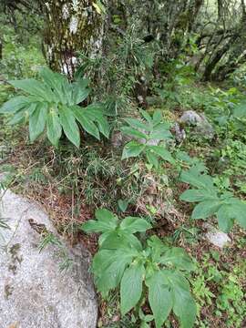 Image of Gorgonidium vermicidum (Speg.) Bogner & Nicolson