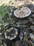 Image of Amanita novinupta Tulloss & J. Lindgr. 1994