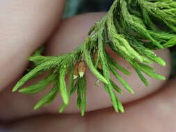 Image of dendroalsia moss