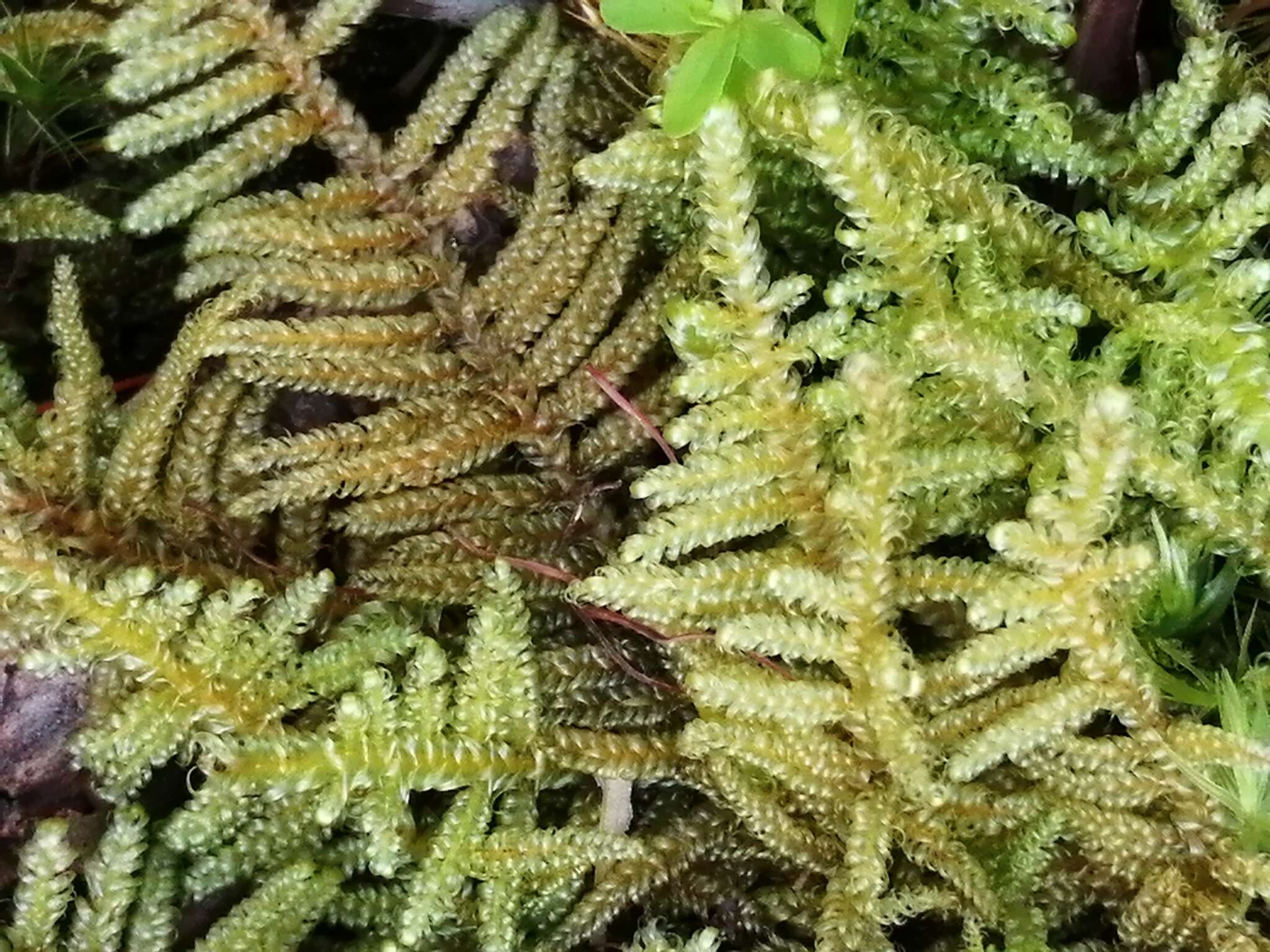 Image of Cypress-leaved plaitmoss