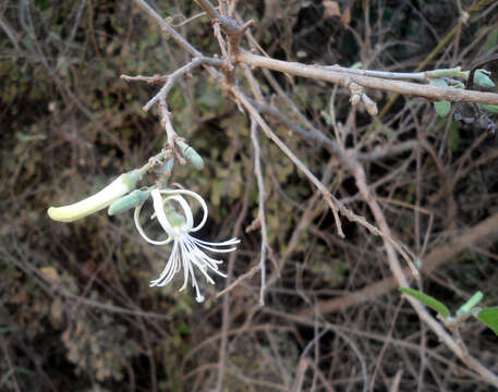 Image of Alangium salviifolium (L. fil.) Wangerin