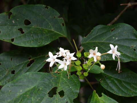 Image of Clerodendrum longiflorum var. glabrum Munir