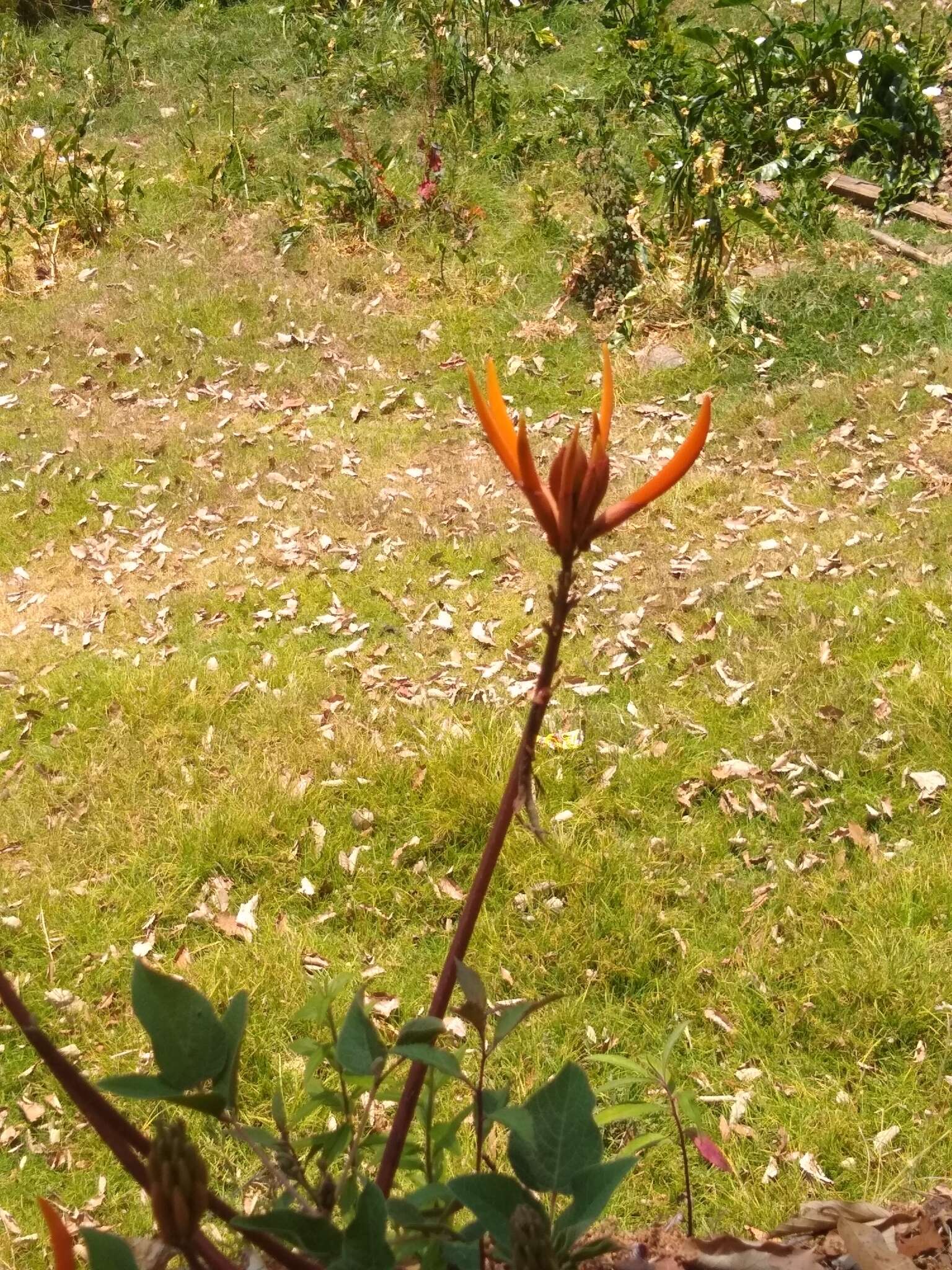 Image of Erythrina leptorhiza DC.