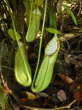 Image of Pitcher plant