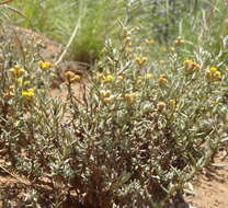 Image of Helichrysum dregeanum Harv. & Sond.