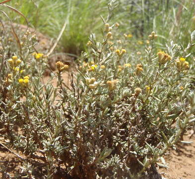 Image of Helichrysum dregeanum Harv. & Sond.