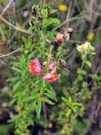 Image of garden snapdragon