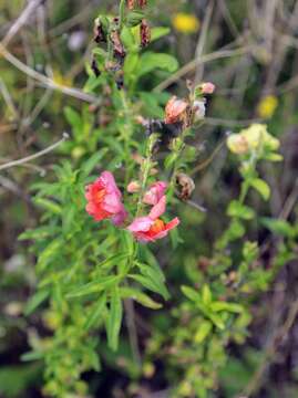 Plancia ëd Antirrhinum majus L.