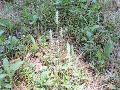 Image of largebracted plantain