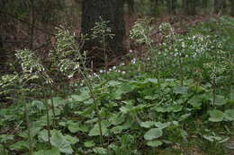 Image of Petasites albus (L.) Gaertn.