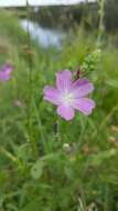 Imagem de Sidalcea neomexicana A. Gray