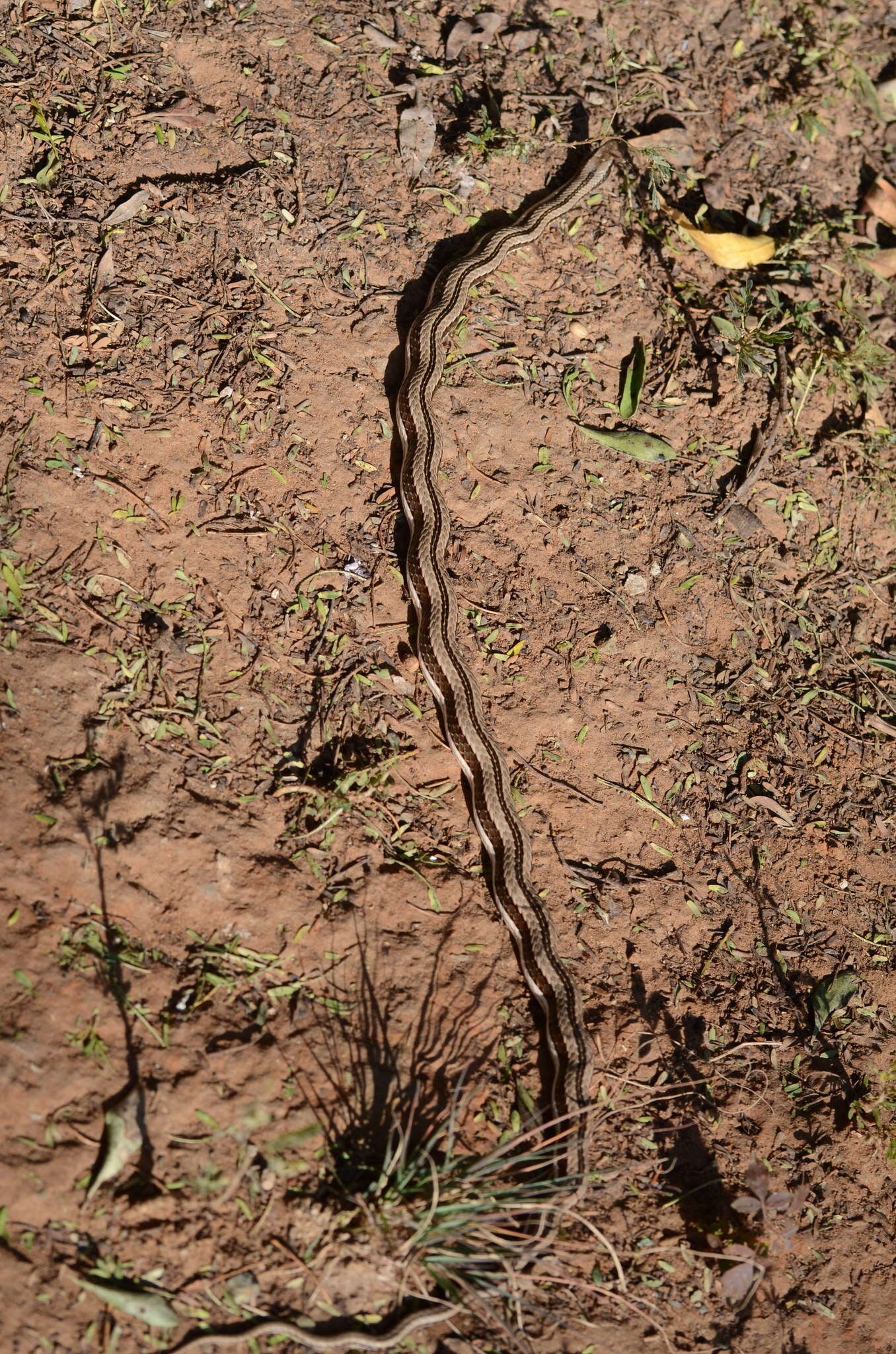 Plancia ëd Psammophylax tritaeniatus (Günther 1868)