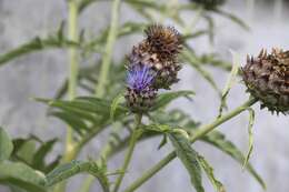 Image of cardoon