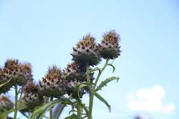 Image of cardoon