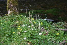 Plancia ëd Chrysosplenium alternifolium L.