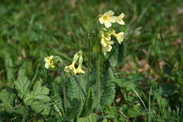 Image of oxlip