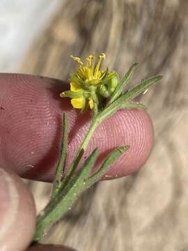 Image of Vahlia capensis (L. fil.) Thunb.