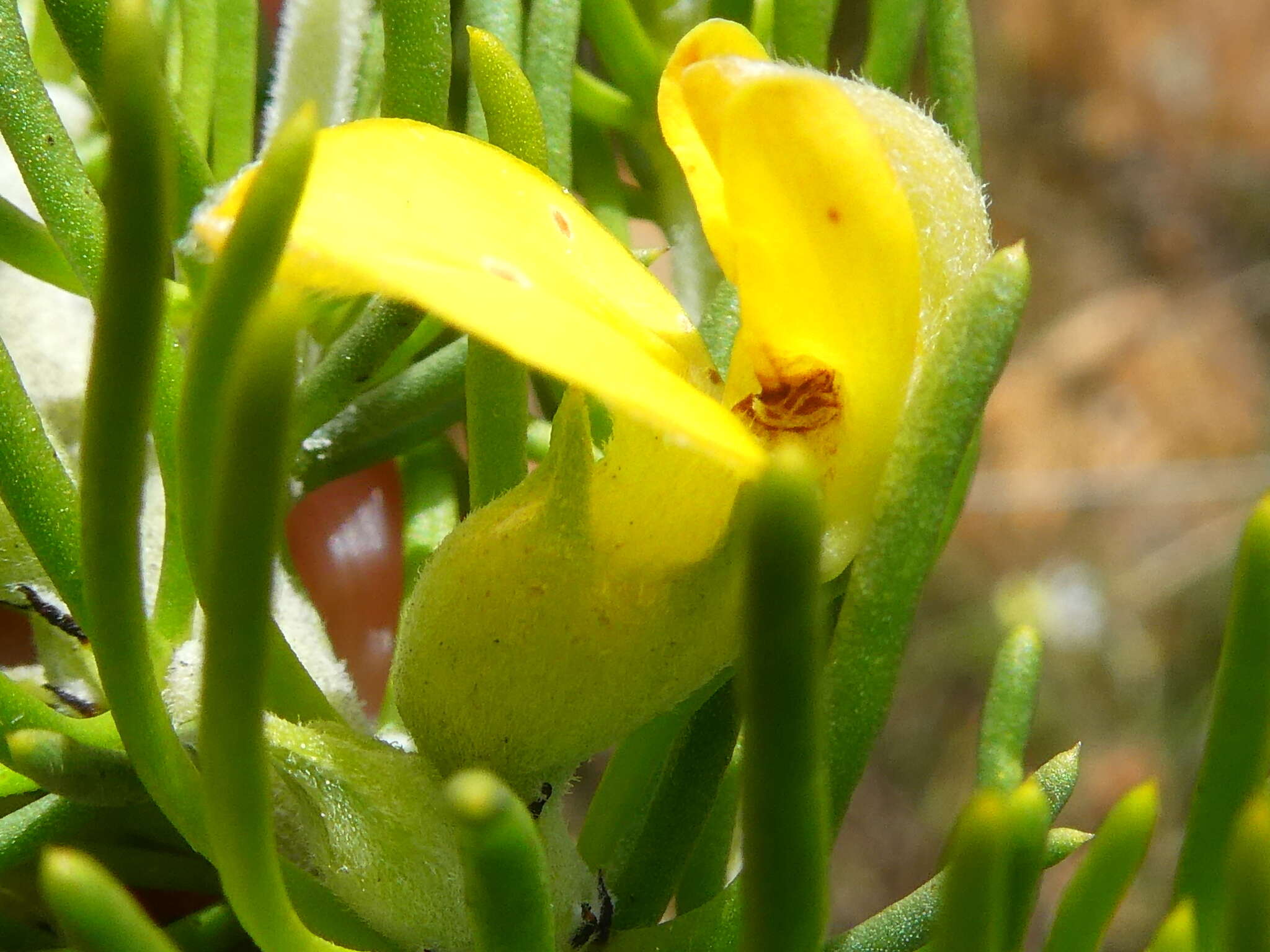 Image of Aspalathus burchelliana Benth.