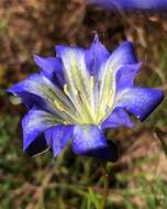 Image de Gentiana autumnalis L.