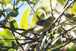 Image of Golden-faced Tyrannulet
