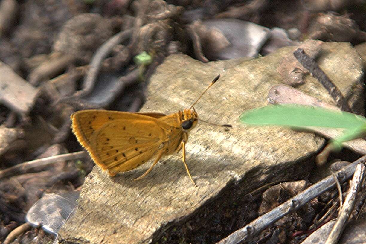 Image of Acada biseriatus Mabille 1893