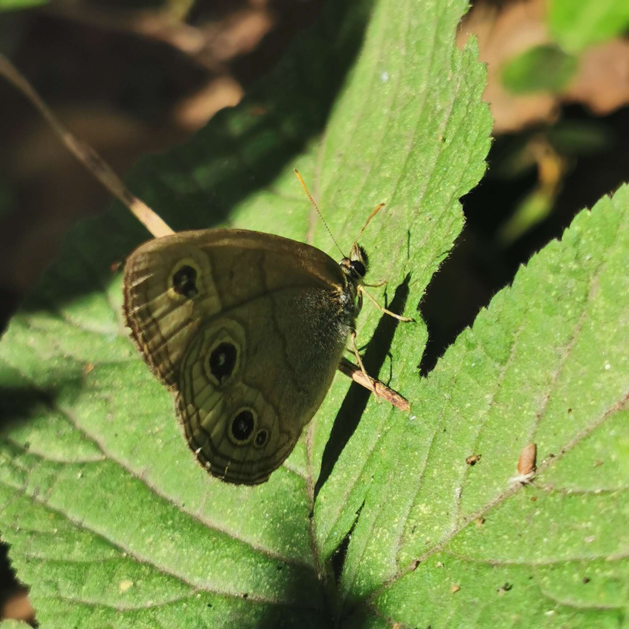 Image de Palaeonympha opalina Butler 1871