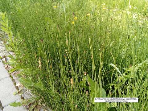 Image of Marsh Horsetail