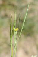 Image de Koelpinia linearis Pall.