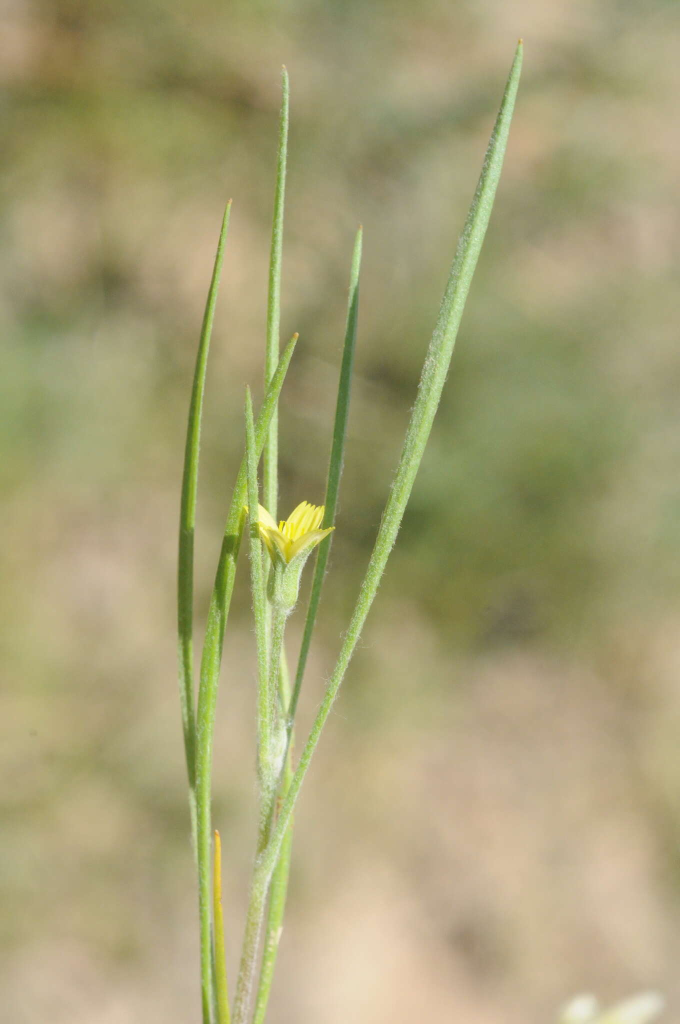 Plancia ëd Koelpinia linearis Pall.