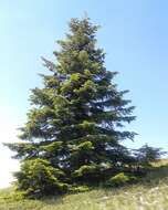 Image of Silver Fir