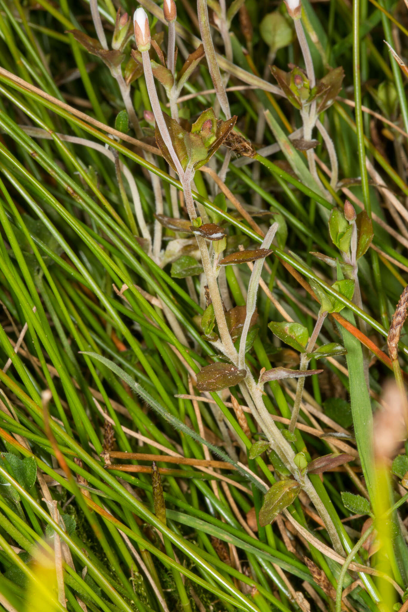 Image de Epilobium insulare Hausskn.