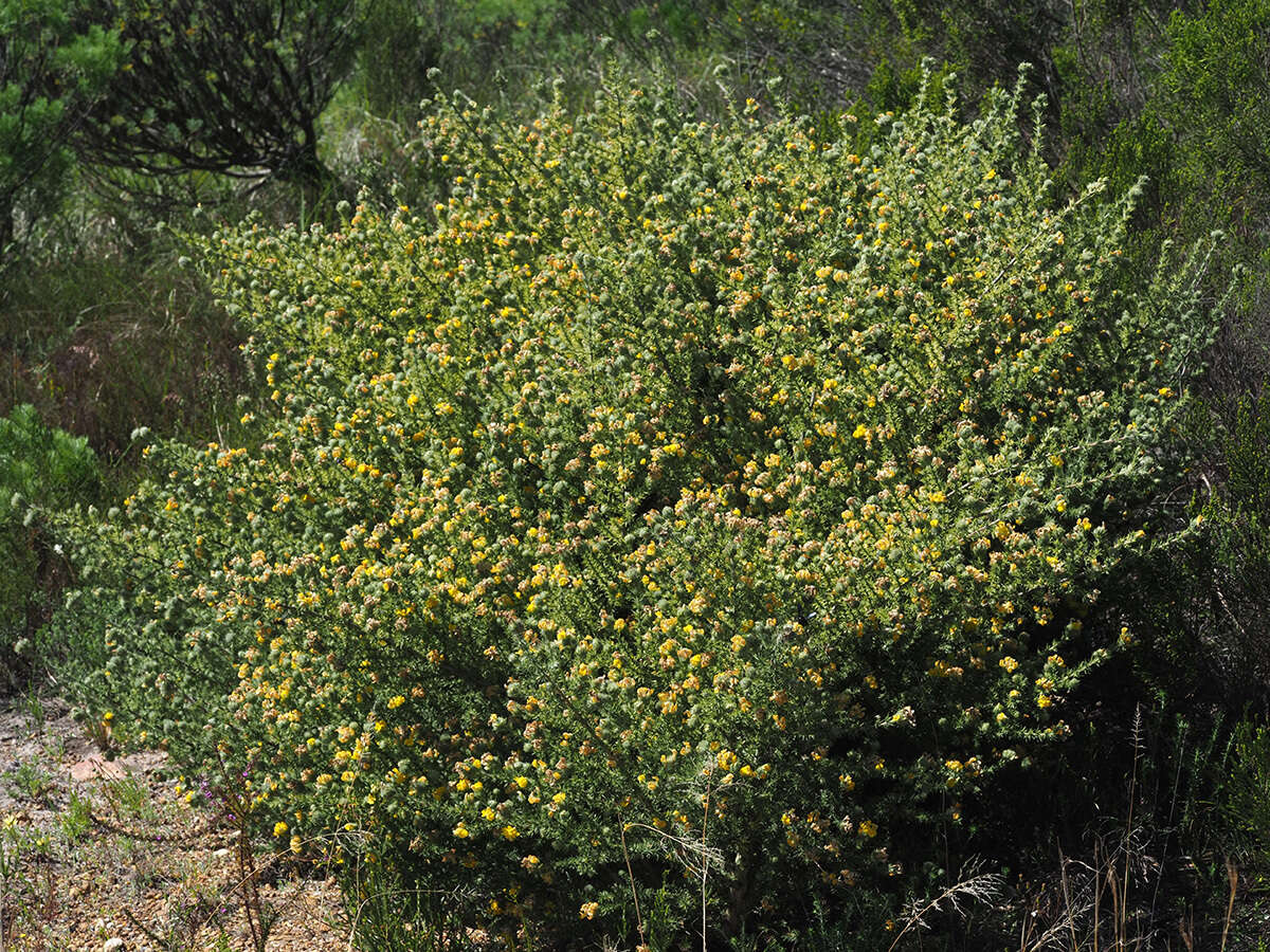 Image of Aspalathus chenopoda subsp. chenopoda