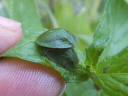 Image of Cassida (Odontionycha) viridis Linnaeus 1758