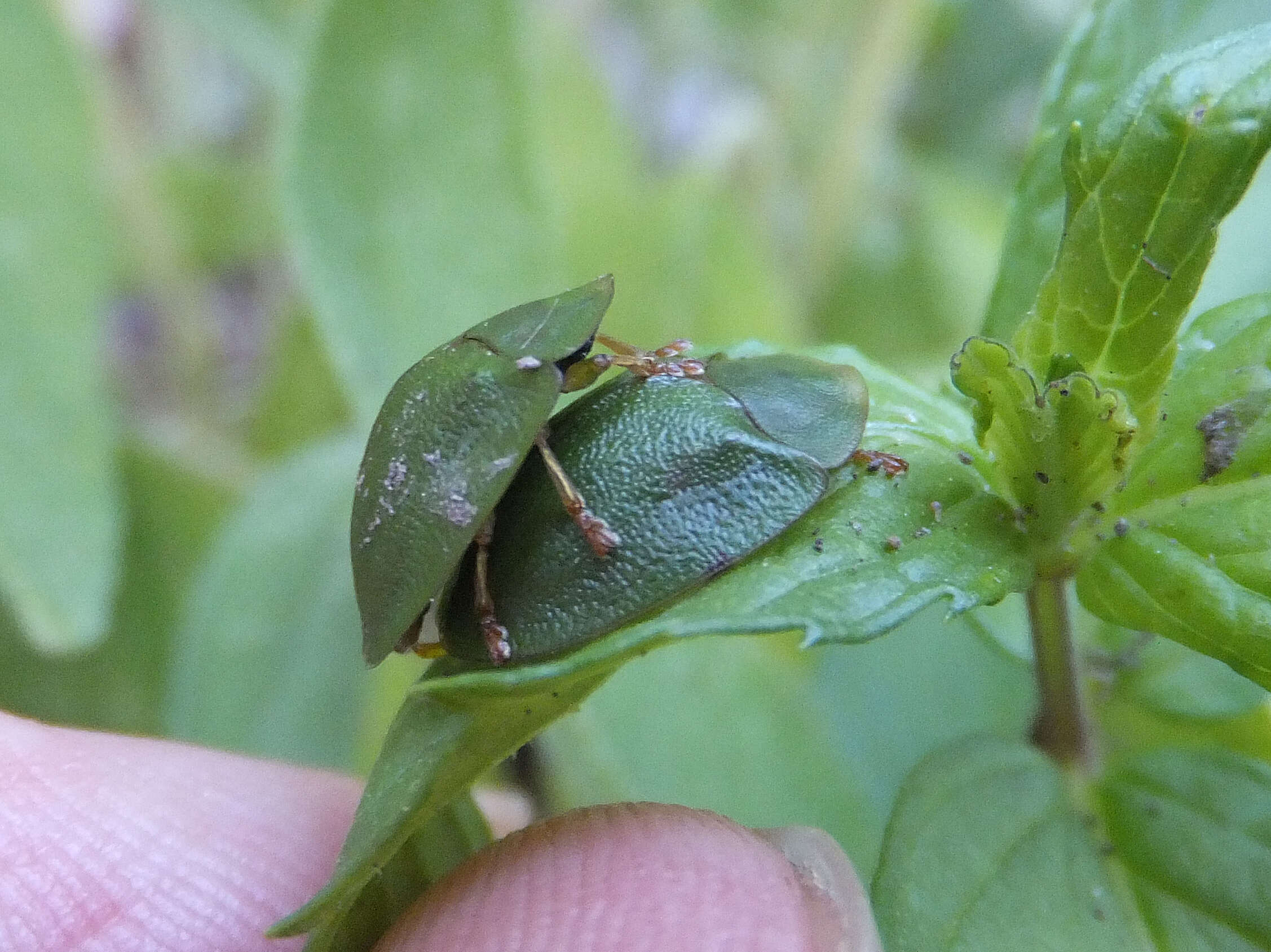 Image of Cassida (Odontionycha) viridis Linnaeus 1758