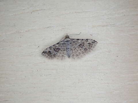 Image of Montana Six-plume Moth