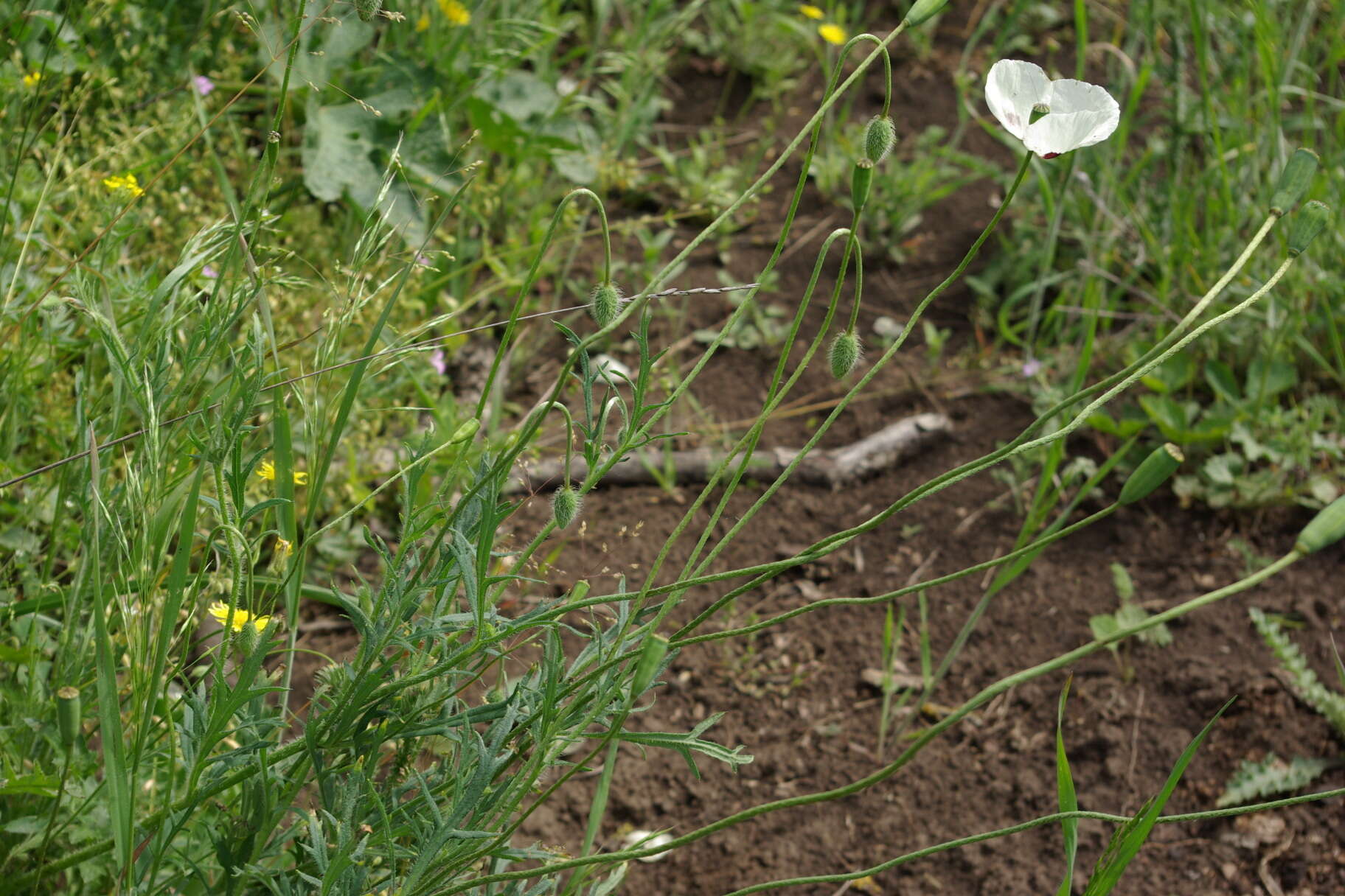 Image of Papaver albiflorum subsp. albiflorum