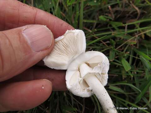 Imagem de Macrolepiota zeyheri Heinem. 1962