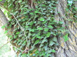 Image de Hedera pastuchovii Woronow