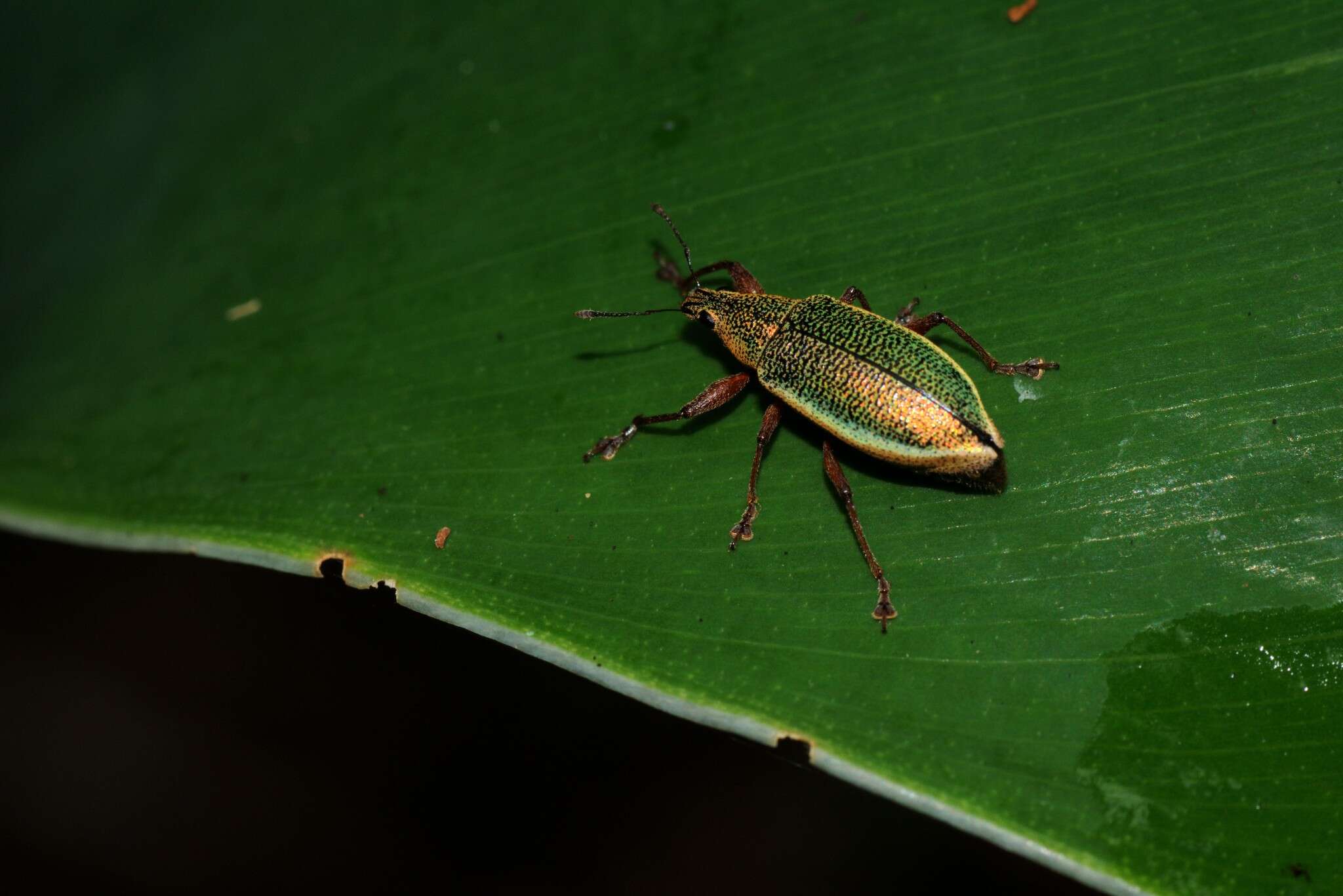 Image of Cratopus (Cratopus) sumptuosus Boheman 1834