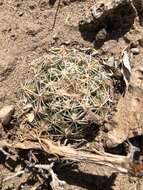 Plancia ëd Sclerocactus brevispinus K. D. Heil & J. M. Porter