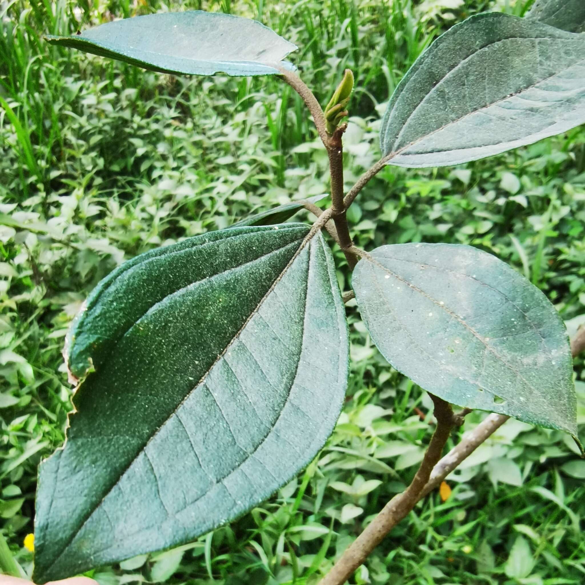 Image de Henriettea fascicularis (Sw.) Gómez Maza